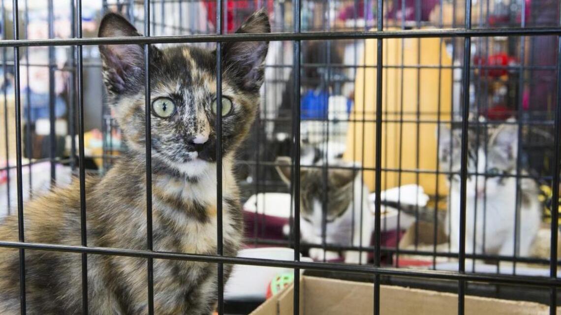 Stanislaus County animal shelter has free pet adoptions for limited time. When?