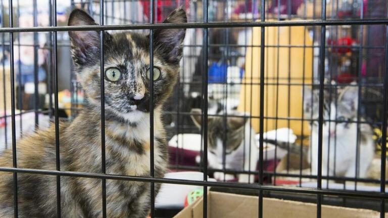 Stanislaus County animal shelter has free pet adoptions for limited time. When?