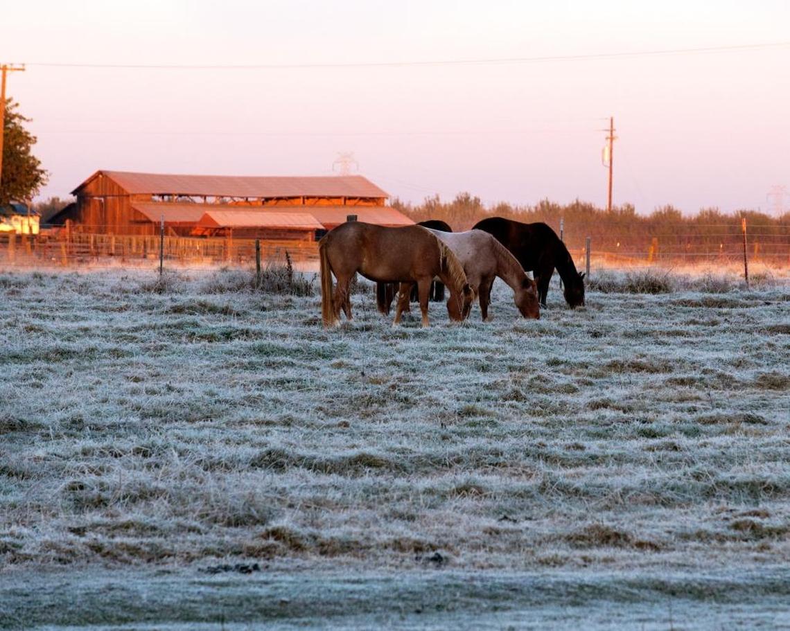 Horses graze on frosty grass in Oakdale early Sunday morning, Nov. 29, 2015.