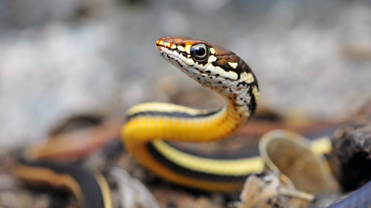 Chad Lane of Manteca won first place in the Central Sierra Environmental Resource Center’s 2017 wildlife photo contest with this image of a chaparral whipsnake.