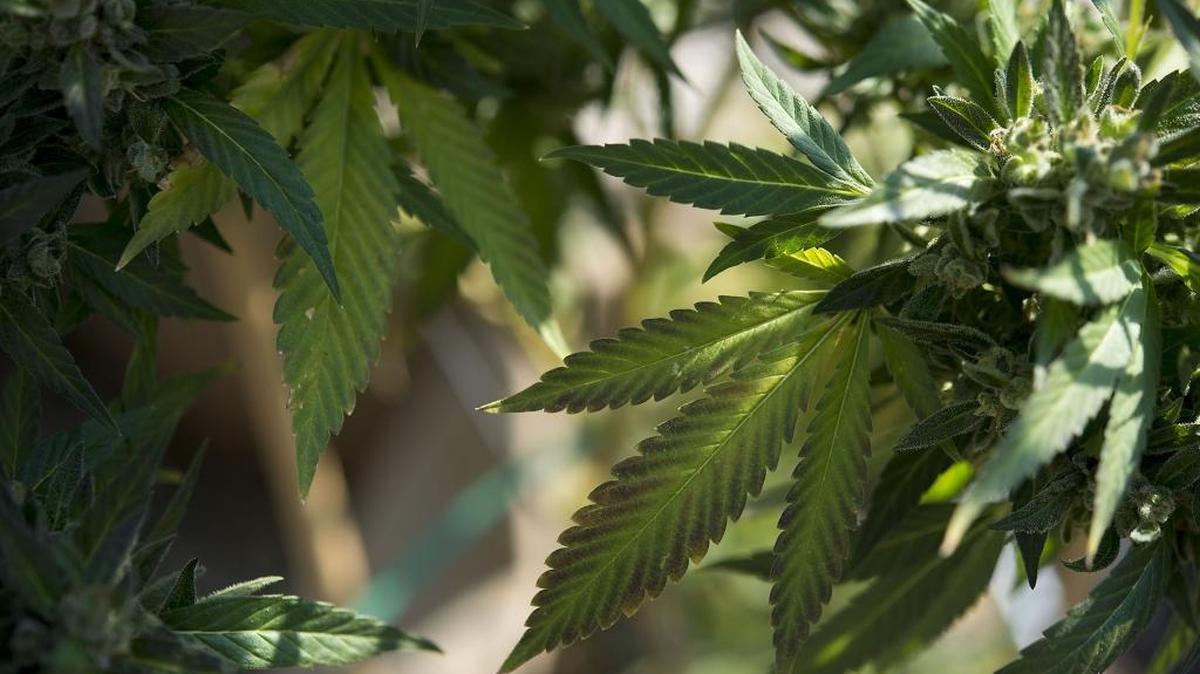 Some cities in Stanislaus County are wary of legalized marijuana and are laying down rules for residents who want to grow it.