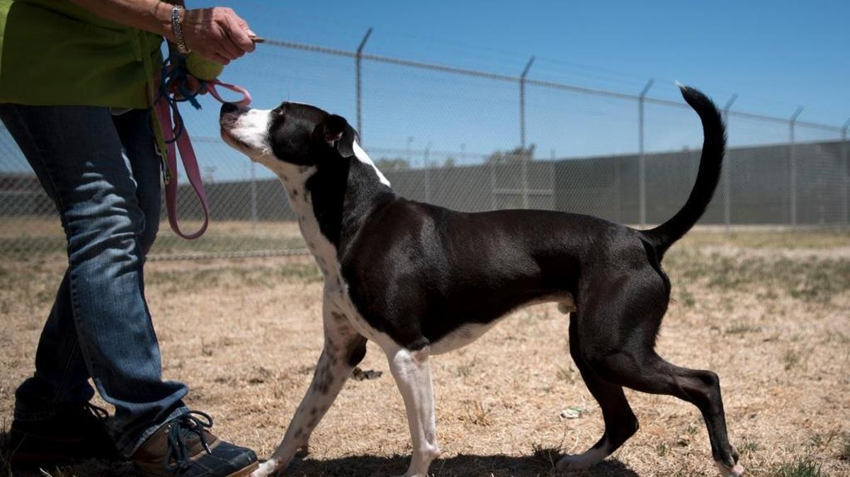 A volunteer gives a dog a treat at the Stanislaus County Animal Services in Modesto, Calif., on Saturday, July 23, 2016.