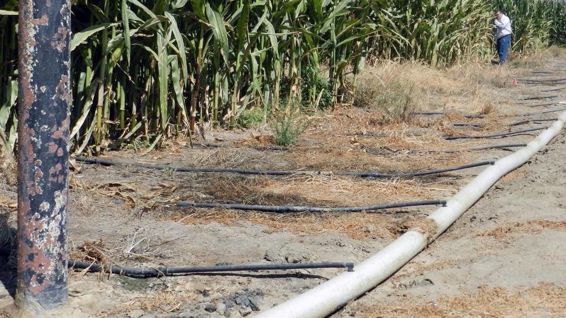 
At De Jager Farms near Merced, drip irrigation is tested Wednesday on plots of corn to be fed to dairy cattle. The project involves NetafimUSA, which makes drip irrigation supplies and has a Fresno branch, and Sustainable Conservation, a San Francisco group that helps business people protect the environment.
