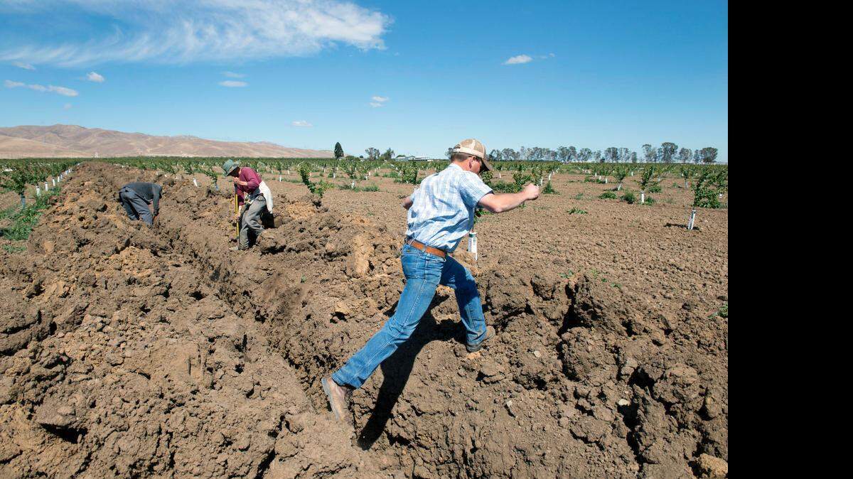 Almond farmer Daniel Bays oversees a newly planted almond orchard at his farm in Westley last year. Growers are responding to high export prices, and some are using water-saving irrigation systems.