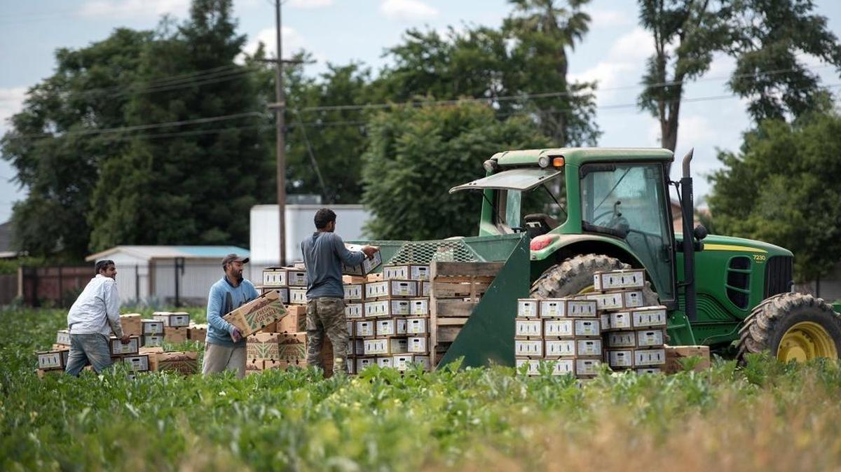 Workers harvest squash off Tucson Avenue in south Modesto on Monday, May 23, 2016.