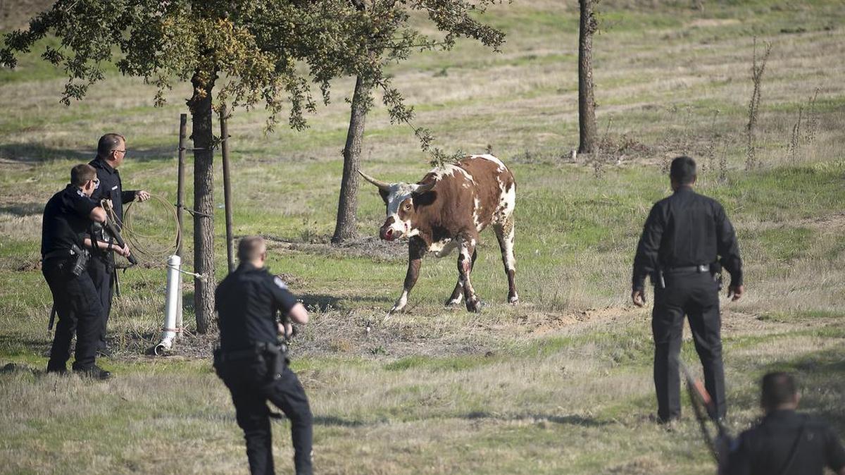 Modesto Police had to take down a wayward longhorn in a ravine below the Briggsmore offramp at Highway 99 in Modesto, Calif., on Saturday, Nov. 14, 2015.