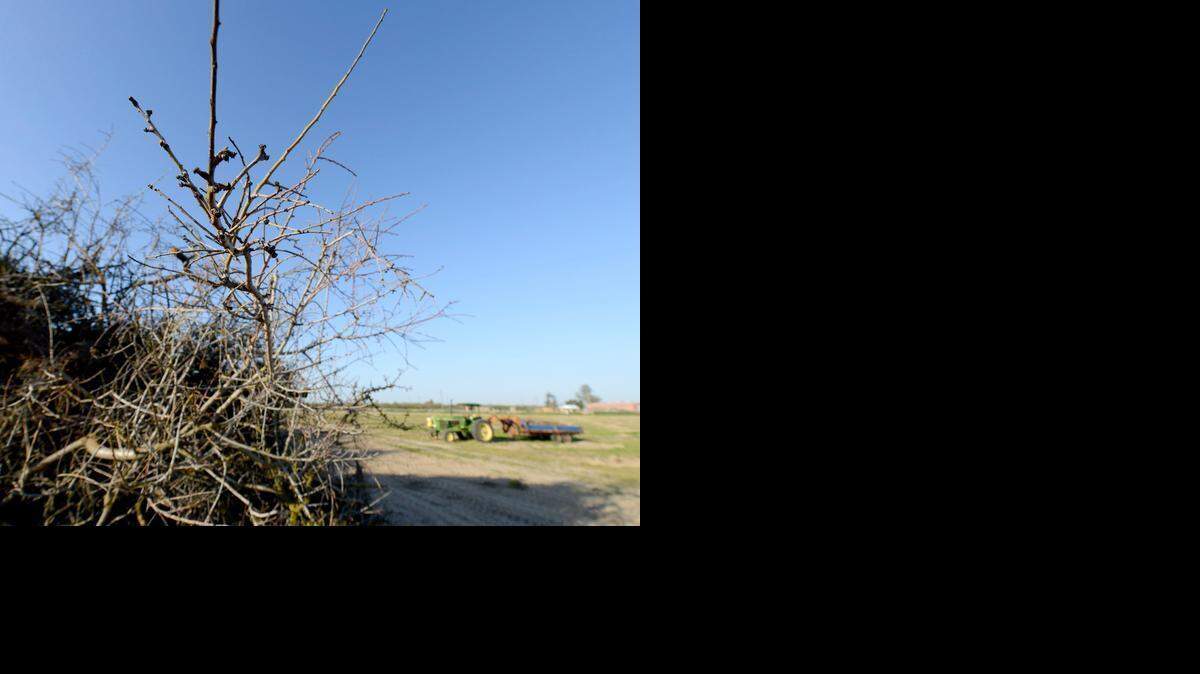 
A pile of almond trees lay on a farm near Winton on Friday (3-6-15). Owner Arnold Farms says lack of water is one of the reasons they pulled up the orchard, besides being an older set of trees. The pile of trees represents what was a 22 acre almond orchard.
