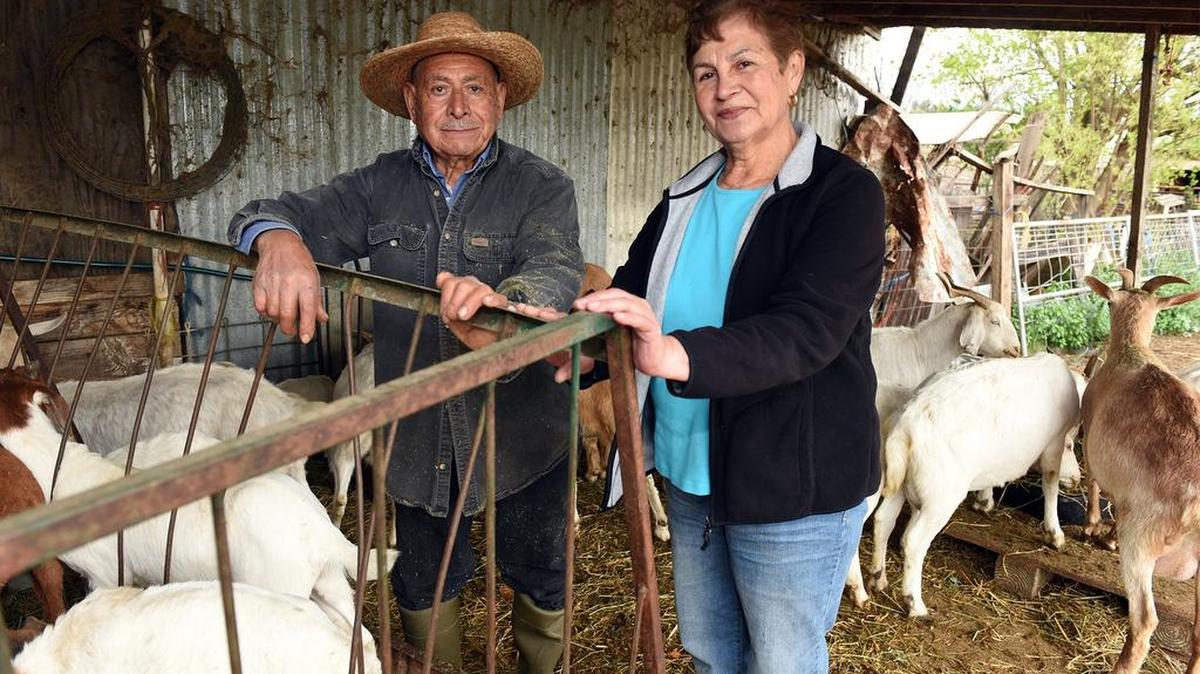 Felipe and Maria Ruelas are pictured Friday afternoon, March 11, 2016, on their goat farm in Hughson, Calif. Ruelas recently ended his 16-month legal battle with the Turlock Irrigation District.