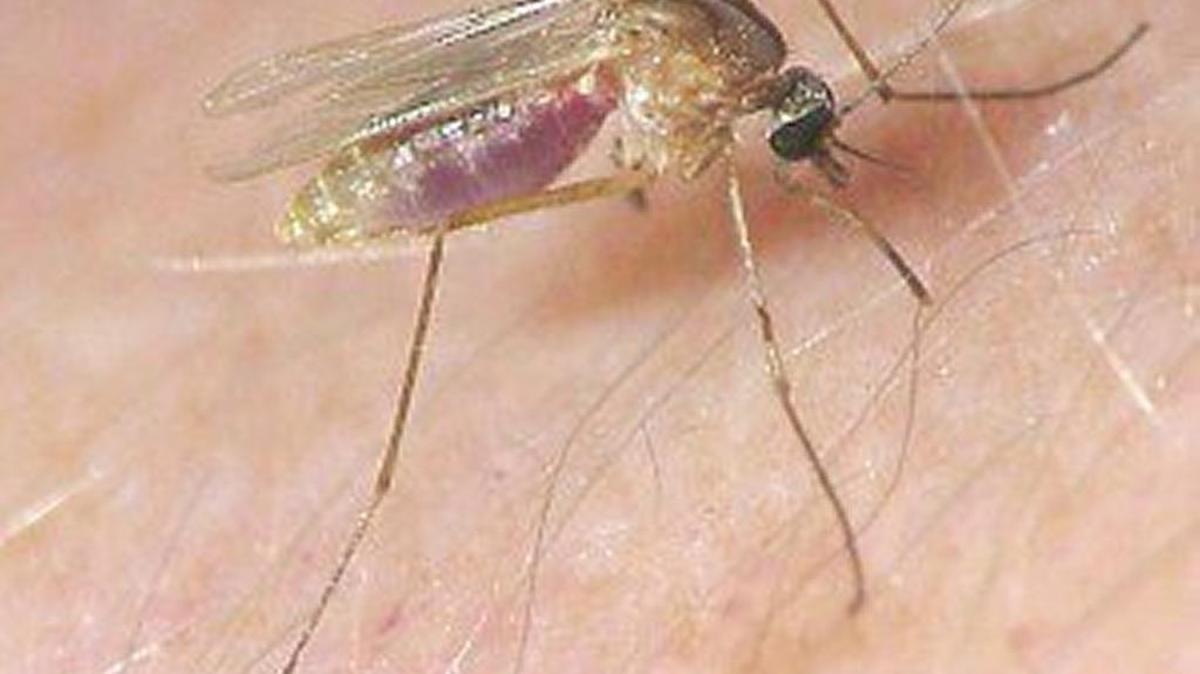 
Culex pipeins, more commonly known as the house mosquito, carries the West Nile virus in the Modesto area.
