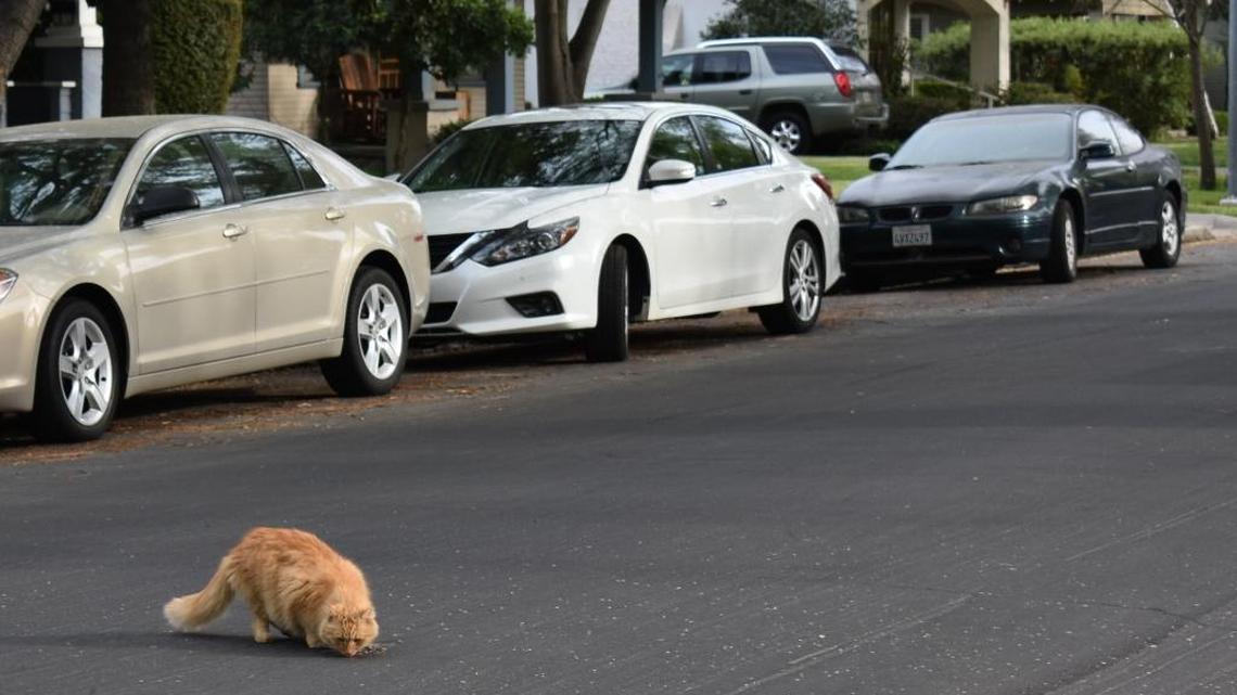 Residents of Elmwood Avenue just north of downtown reported receiving notices that the insecticide Malice was applied to trees there. They also found as many as a couple dozen dead finches on lawns and in the street. A pet cat sniffs at one of the birds, which had been run over by a vehicle.