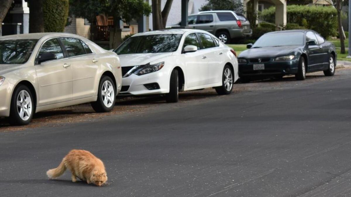 Residents of Elmwood Avenue just north of downtown reported receiving notices that the insecticide Malice was applied to trees there. They also found as many as a couple dozen dead finches on lawns and in the street. A pet cat sniffs at one of the birds, which had been run over by a vehicle.