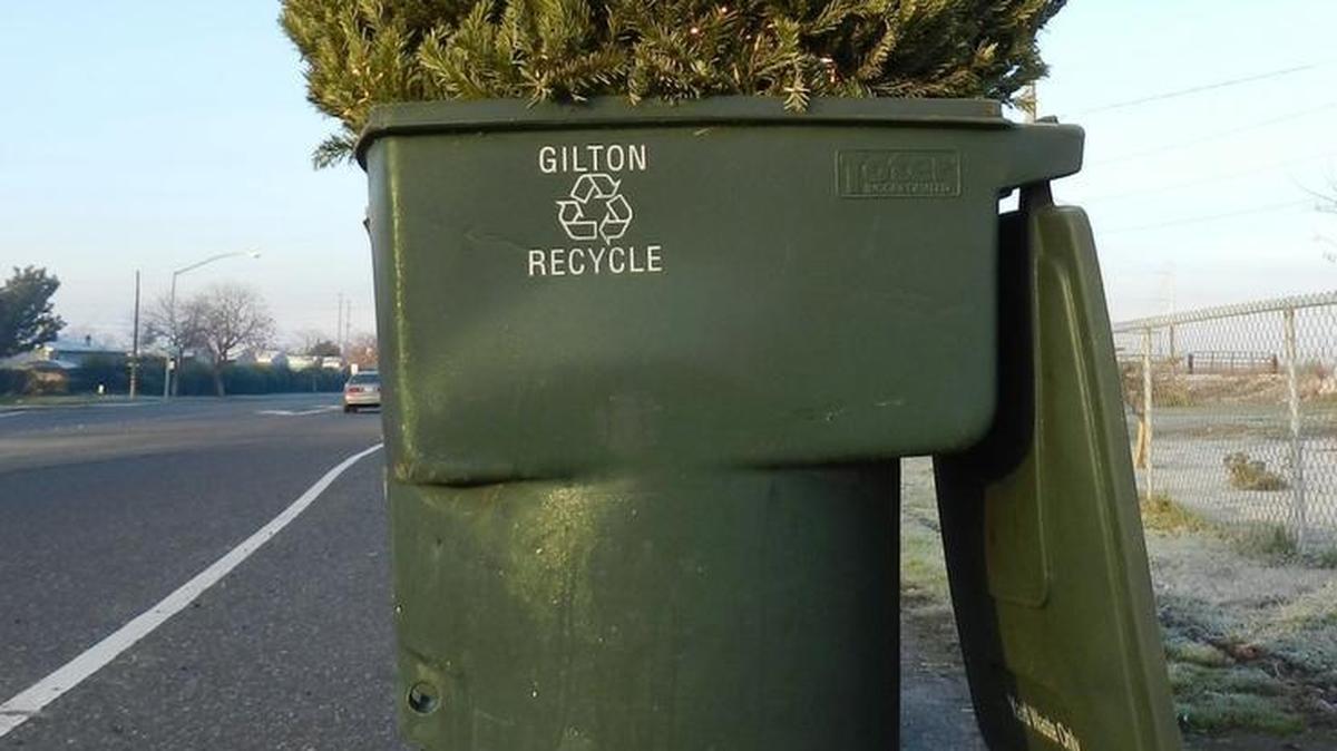 A Christmas tree rests tip-first in a green waste toter in January 2013 in Modesto. The city asks that if putting a tree in a toter, it be cut into pieces so the lid can close.