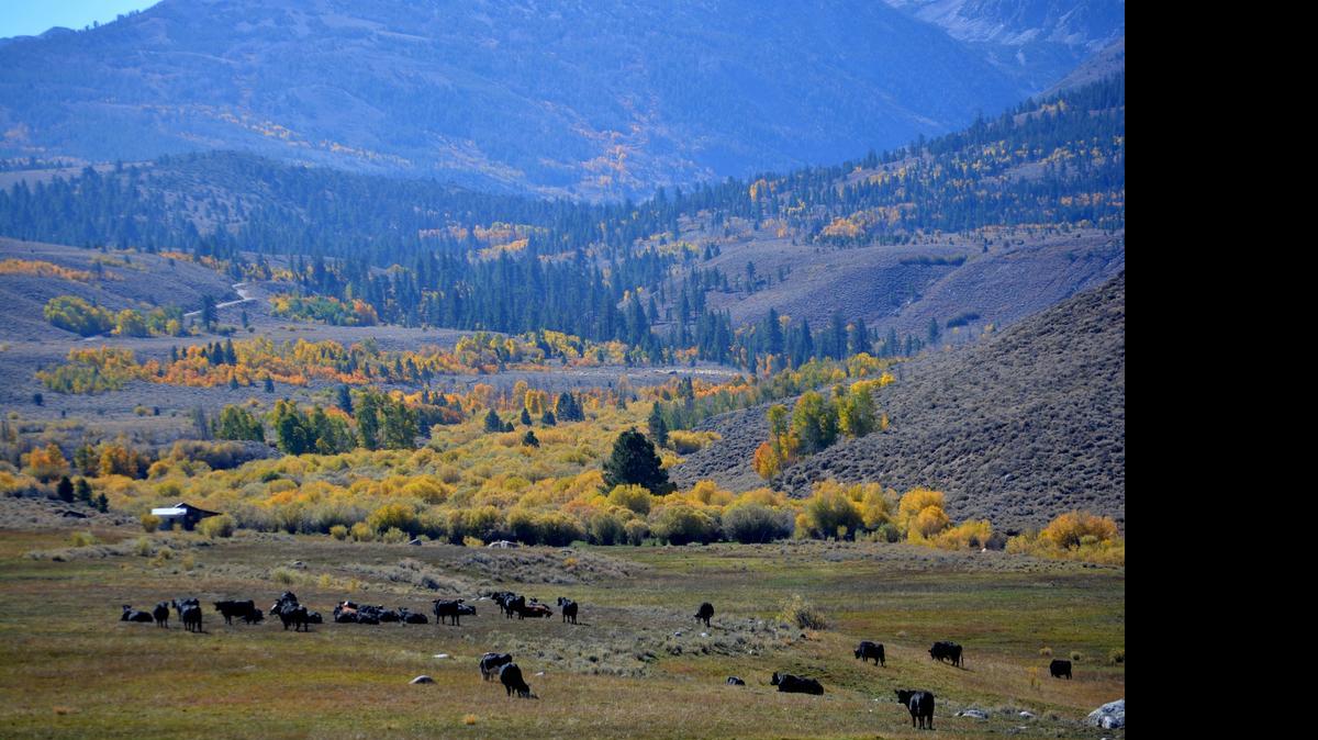 
Cattle graze in a meadow alongside the Little Walker River in Mono County. The cattle will move into the mountains during the summer under grazing permits, using the same trails as hikers and horses. This was taken Oct. 10, 2014, just before the cattle were moved off of the range for the winter.
