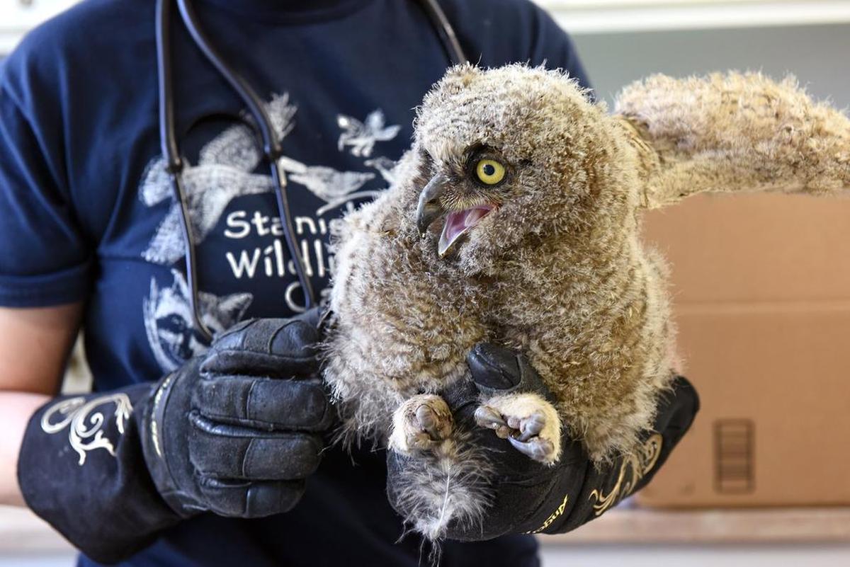 A baby great horned owl is held by animal care manager Veronica Sandow in April 2018 at the Stanislaus Wildlife Care Center in Hughson, Calif. The center is preparing for its annual Baby Animal Shower that will be Saturday, April 19, 2025.