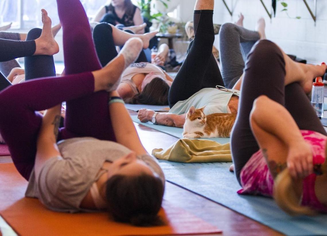One of several cat and kittens relaxed as people around it practice yoga at Elevate Community Yoga. Elevate Community Yoga in Roseburg Square held a Kitten Yoga class Sunday Sept. 24th 2017 with several cats and kittens laying, walking and playing throughout the class.