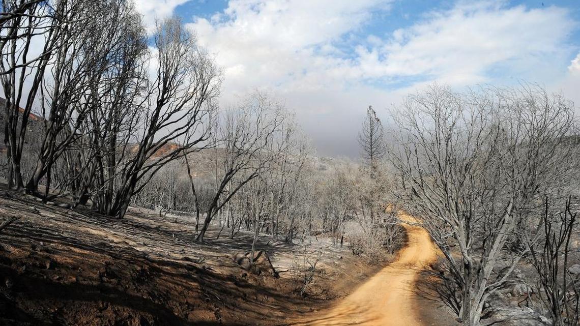 A burnt ashy landscape surrounds the area of the Stanislaus National Forest near the Spinning Wheel undeveloped campground off of the Cherry Lake Road in September 2013 after the Rim Fire passed through.