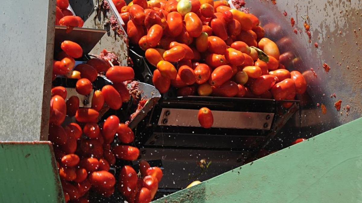 Tomatoes are processed at Stanislaus Food Products in Modesto, Calif., on July 26, 2012. The Boyd Company Inc., in a new study on operating costs for processing plants, said Modesto’s are the lowest among five locales it analyzed in California. It also praised the area’s job-training efforts and its ability to move products by road, rail, ship and air.
