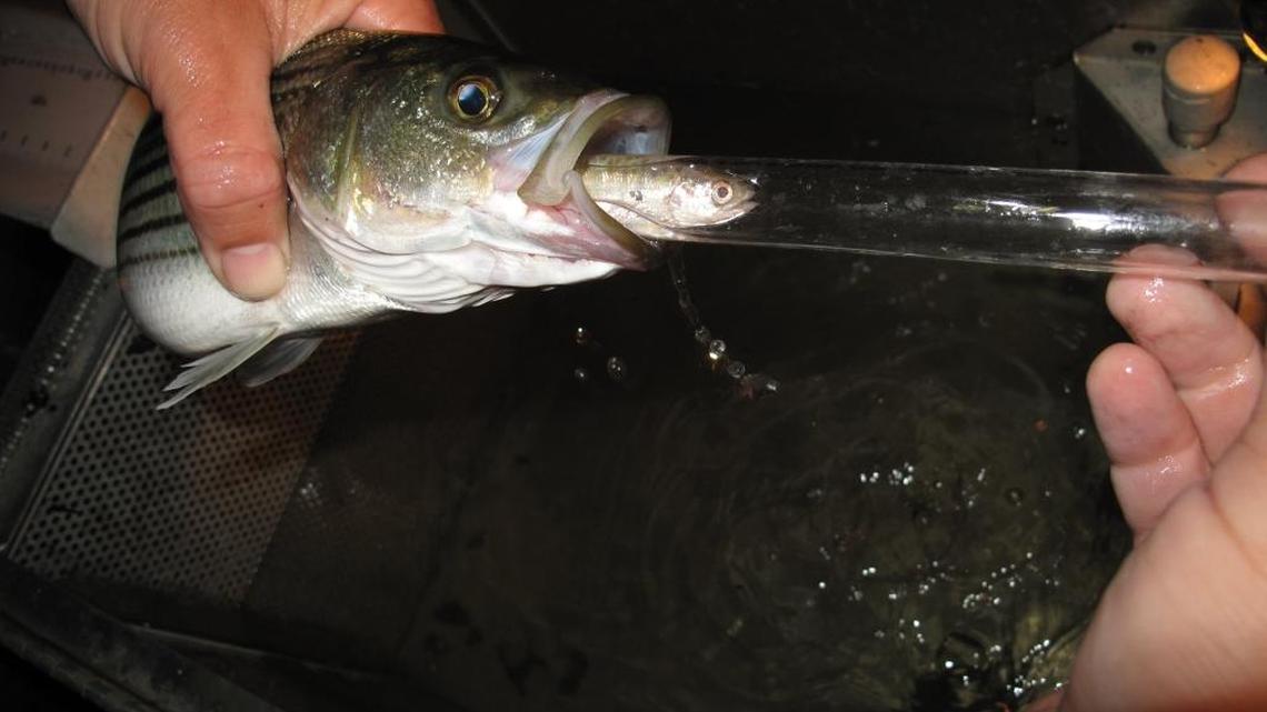 A juvenile salmon is removed from the stomach of a striped bass during a study on whether predation by the non-native bass is interfering with efforts to protect the native salmon. The photo was taken on the Tuolumne River near Waterford, Calif., on May 2, 2012. The Modesto and Turlock irrigation districts, which use the river, argue that controlling predators would be preferable to requiring them to release more water into the river for salmon.