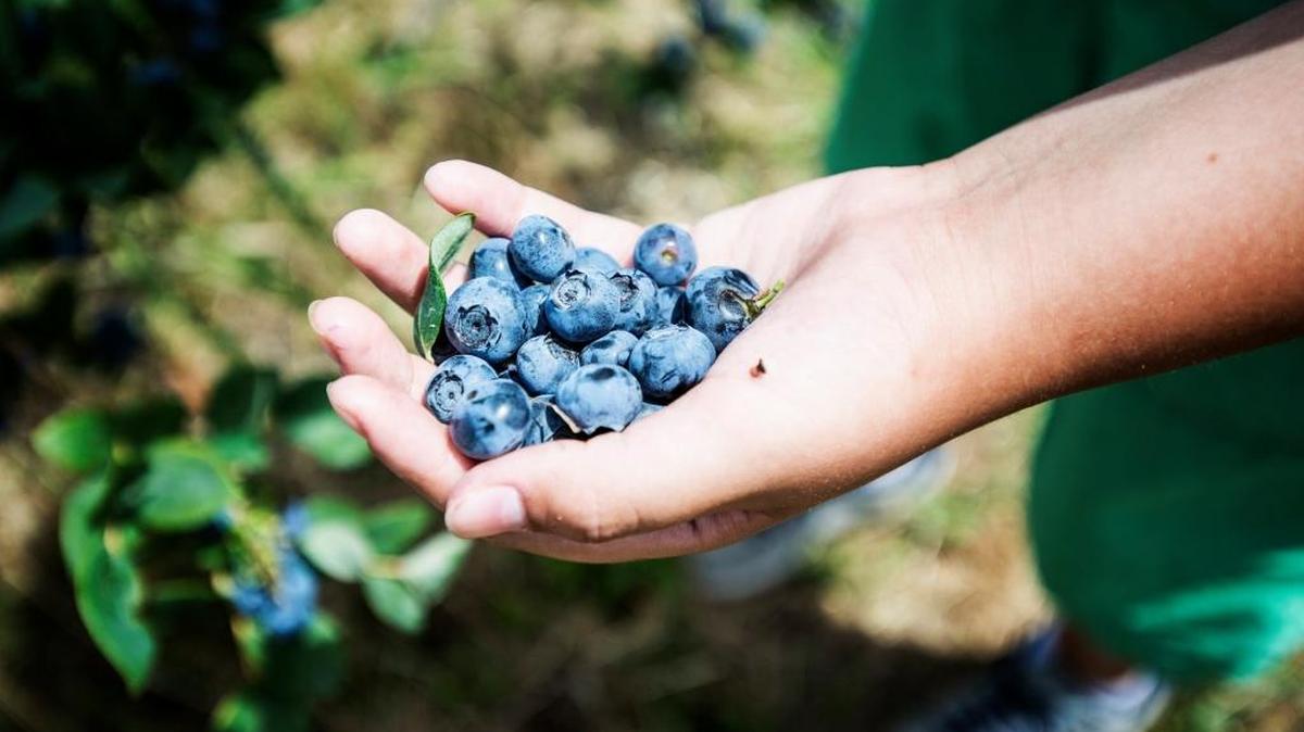 Blueberries are picked at the annual Pick and Gather at Riverdance Farms near Livingston. Visitors can pick organic blueberries and cherries while enjoying live music and hayrides. The agritourism summit will showcase success stories such as the annual Pick and Gather.