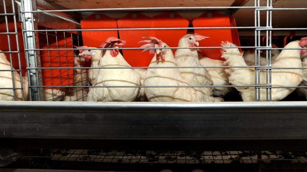 Hens feed have privacy areas, behind the orange flaps for laying eggs in larger enriched colony cages at J.S. West & Co., egg farm south of Livingston on June 1, 2012.