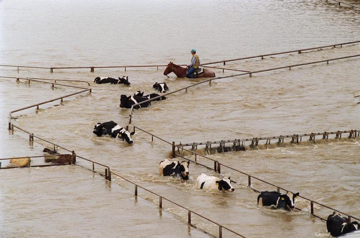 Horseman Gene Roberts of Merced works to rescue dairy herd stranded by flooding Tuolumne River west of Modesto in 1997.