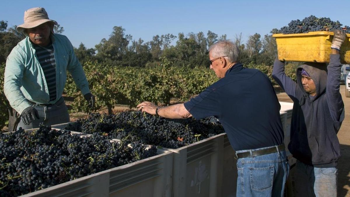 
John Monnich, middle, winemaker and owner of Silkwood Fine Wines, helps other workers sort through grapes during a harvest in a Silkwood vineyard just east of Modesto on Monday. 
