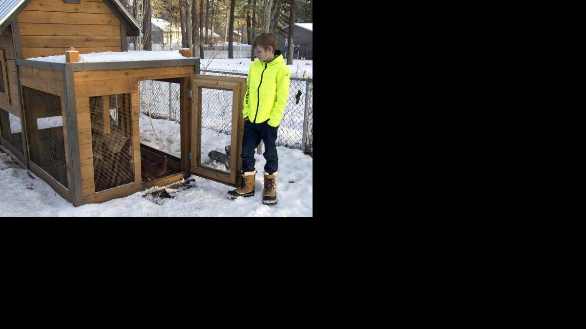
 Isaiah Parrish, 12, opens the door to the family’s chicken coop Sunday to let the birds out at his home in Spokane, Wash. Backyard poultry producers in the state are being told by state officials to monitor their flocks after a deadly avian flu outbreak in the area. 
