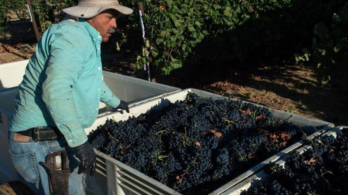 A worker sorts through freshly picked grapes in September at Silkwood Fine Wines vineyard, east of Modesto.
