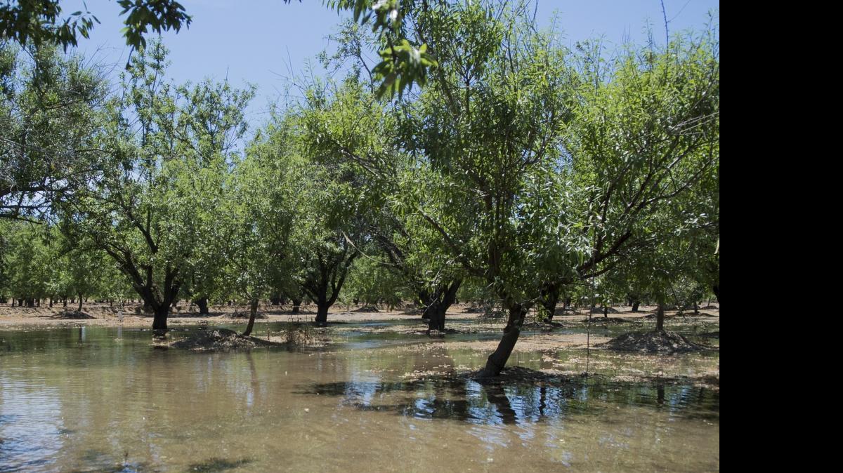 
Almond trees being watered by flood irrigation on June 19.
