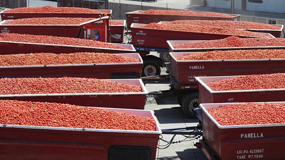 Stanislaus County has almost 10,000 acres of tomatoes in production, yielding a harvest valued at $53.5 million in 2022.