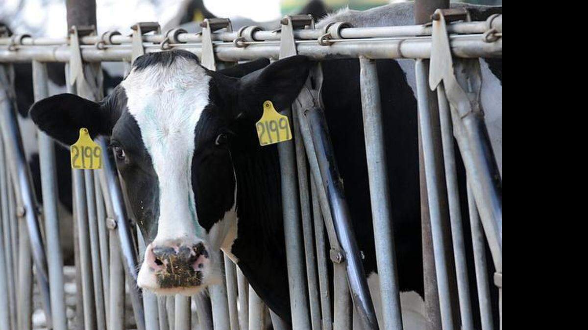
A dairy cow at Verburg & Son Dairy in 2012. Three of California’s largest dairy processors are urging a major change in how farm milk prices are set. 
