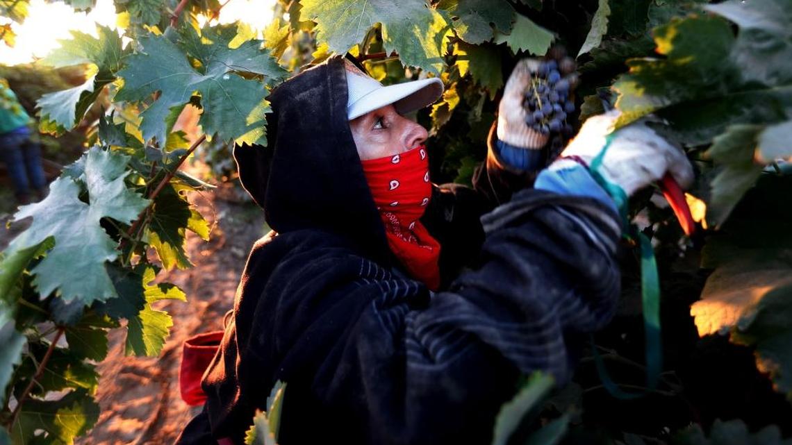 Lourdes Cardenas, shown here picking grapes in Madera County in September 2016, often works at least 10 hours a day, six days a week in season. A new state law will provide her with overtime pay.