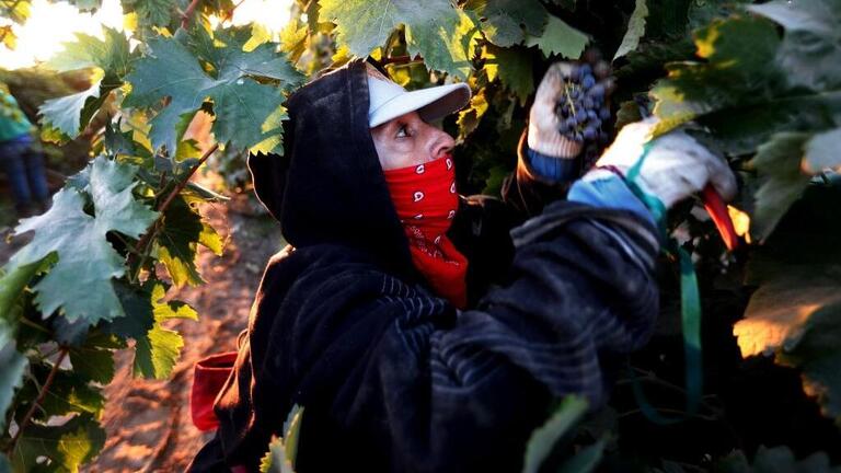 Los trabajadores agrícolas de California ahora reciben el pago de horas extras después de 8 horas