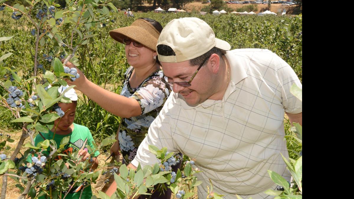 
A family picks blueberries during the 2013 Pick and Gather at Riverdance Farms and Merced River Fair in Livingston. A UC Merced study suggests people can get all their food within a 50-mile radius of their own city.
