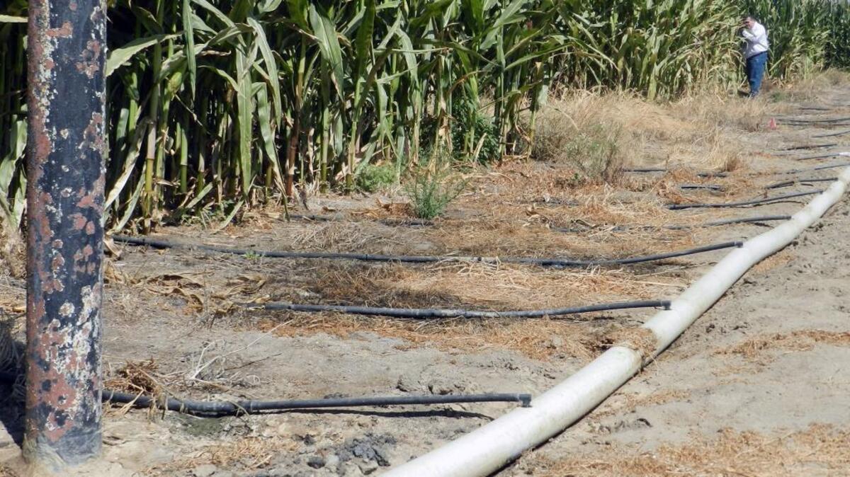 De Jager Farms, southeast of Merced, uses drip irrigation to water plots of feed corn, seen during a tour Aug. 26, 2015. The project also involves Netafim USA, which makes drip irrigation supplies and has a Fresno branch, and Sustainable Conservation, a San Francisco group that helps businesses protect the environment.
