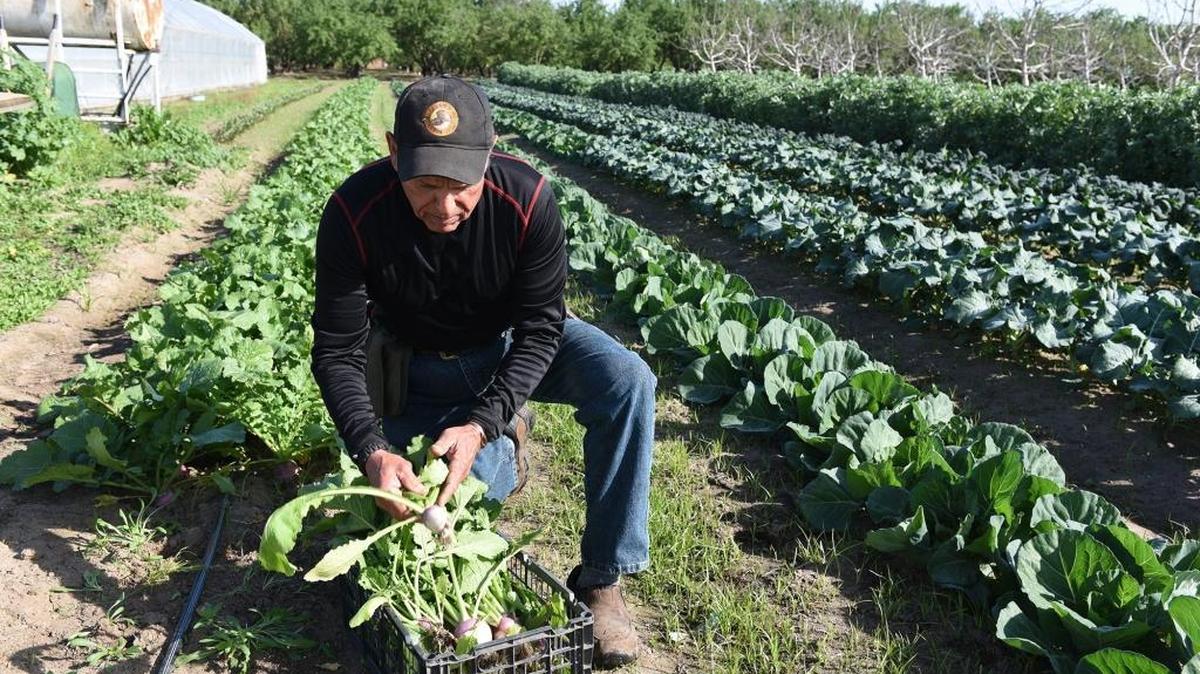 John Bava of Bava Farms, gets turnips ready for Saturday's Farmers Market Thursday morning (03-24-16) in a field on Dale Road north of Kiernan Avenue in Modesto, Calif. Bava Farms grows onions, kale, hothouse tomatoes and other vegetables to sell at the market.