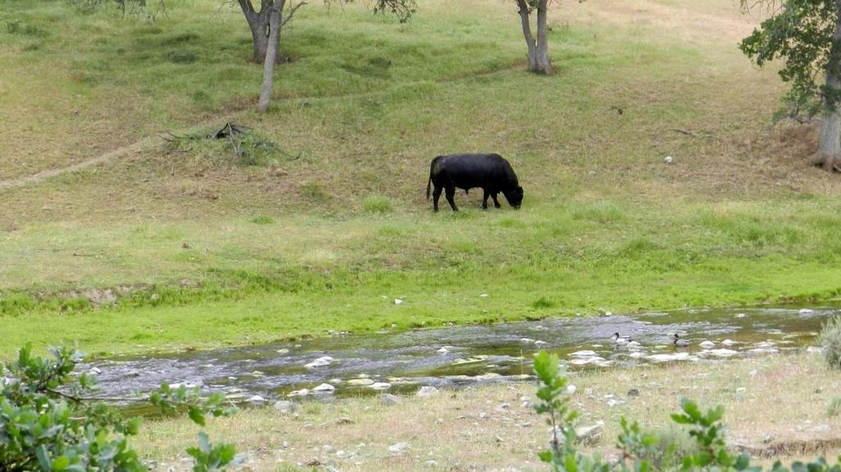 Cattle graze in Del Puerto Canyon west of Patterson in April. Ranchers, academics, environmentalists and other interested people will meet for the 12th annual summit of the California Rangeland Conservation Coalition in January to discuss the uses of area rangeland.