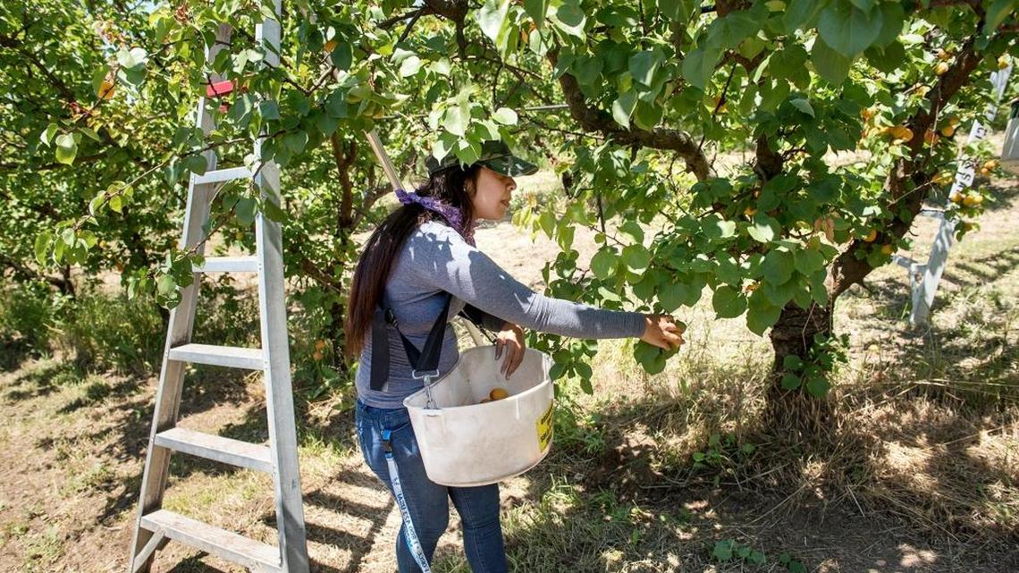 Alma Sanchez picks organic apricots at Lucich/Santos Farms on May 26, in Patterson.