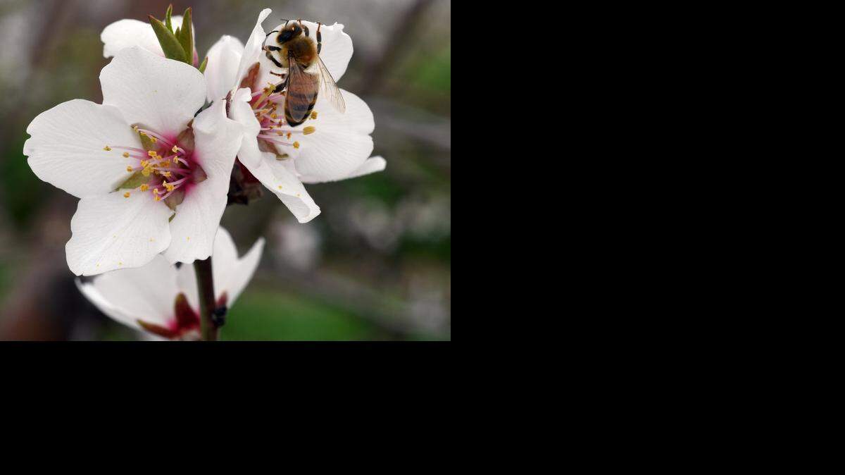 
A bee is hard at work on an almond blossom in an orchard near Oakdale, Calif. on (02-18-15).
