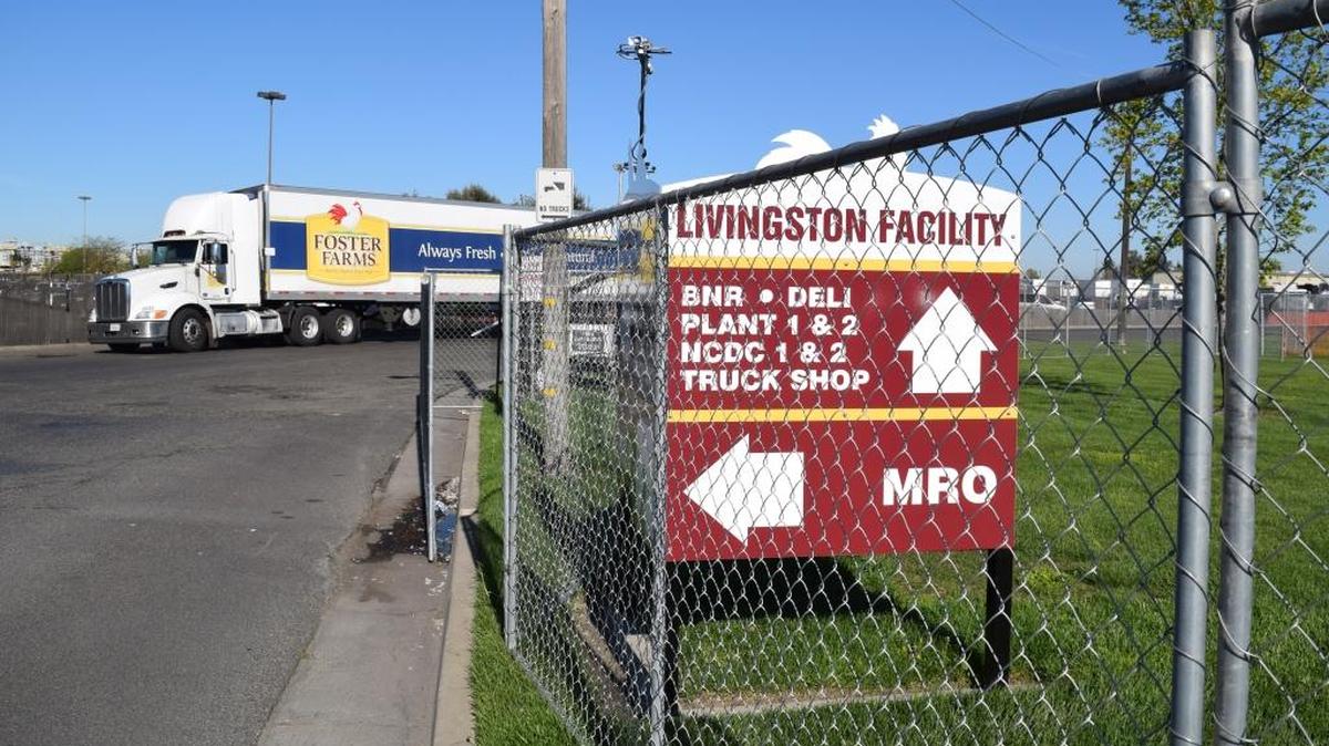 Temporary fences and light fixtures have been installed outside of the Foster Farms plant in Livingston, Calif., as negotiators work to avoid a strike. March 29, 2017 Joe Cortez/jcortez@modbee.com