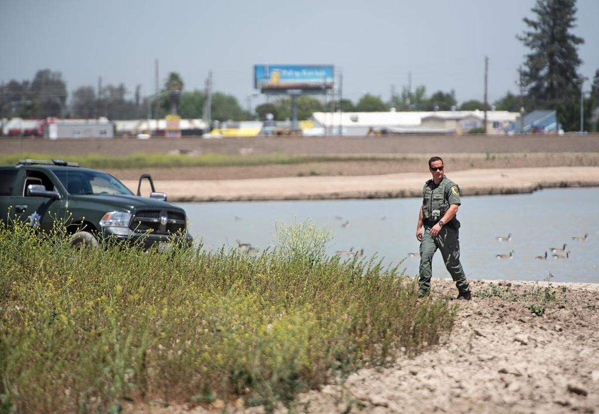 California Department of Fish and Wildlife Warden Jeff Moran investigates plowing at Naraghi Lake in Modesto, Calif., Friday, May 11, 2018. The department received calls that nest geese were being disrupted and destroyed. Moran found some nests with eggs but has yet to determined if they were abandoned or still viable.