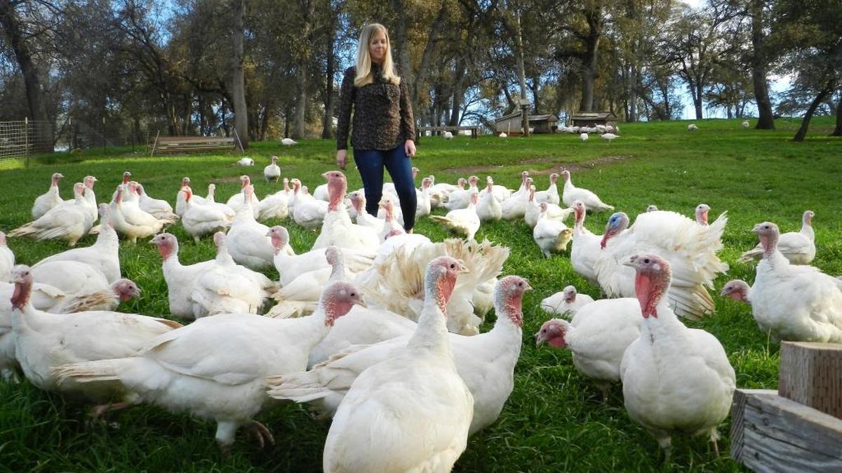 Heidi Diestel, part of the fourth generation at Diestel Family Ranch near Sonora, walks amid some of the birds on Thursday, November 10, 2016.