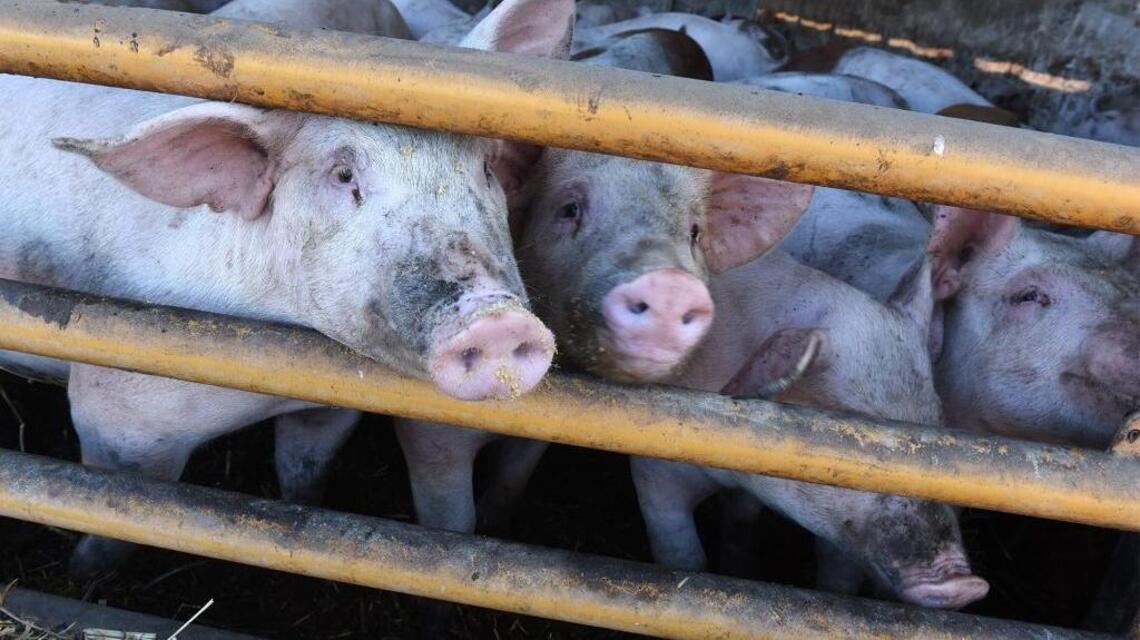 High court upholds law giving swine more room on farms. What does it mean for Modesto area?
