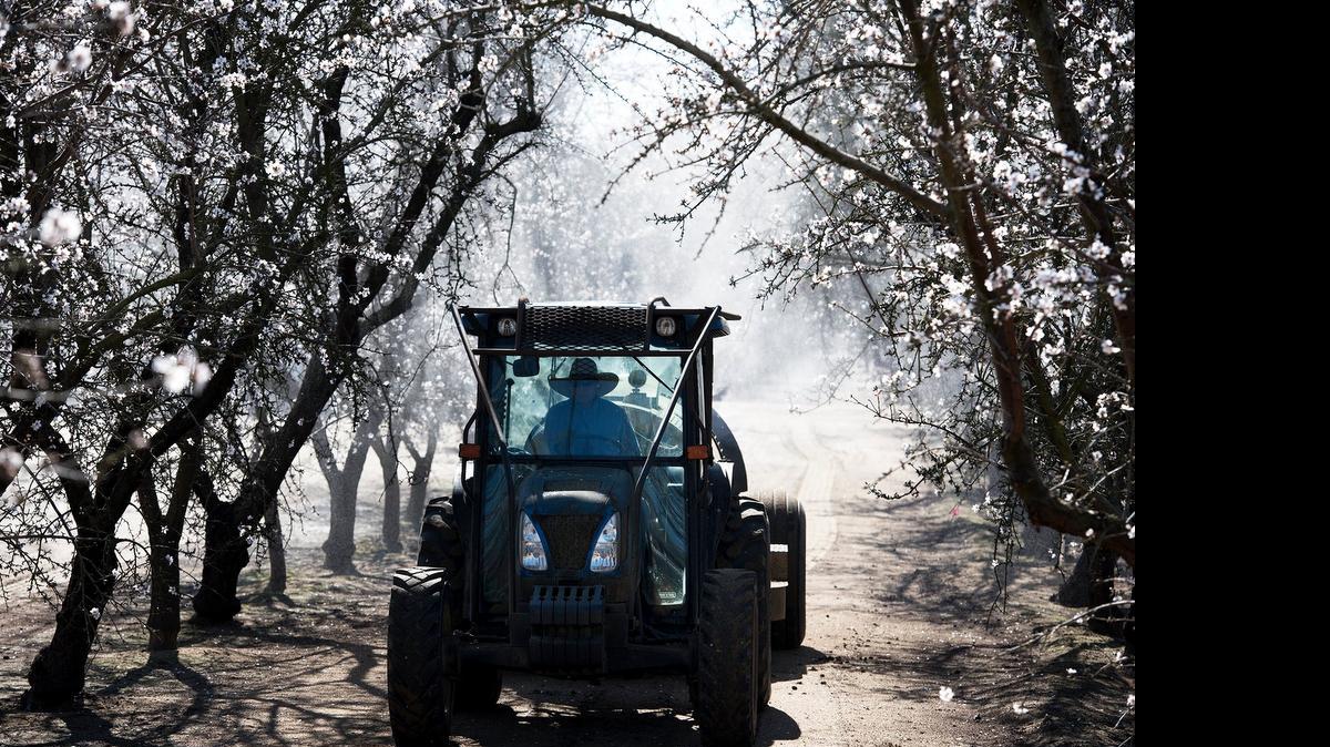
An almond farmer sprays the almond blooms for mold protection and nutrient supplementation along Fulkerth Road in Turlock, Calif., in February of this year.
