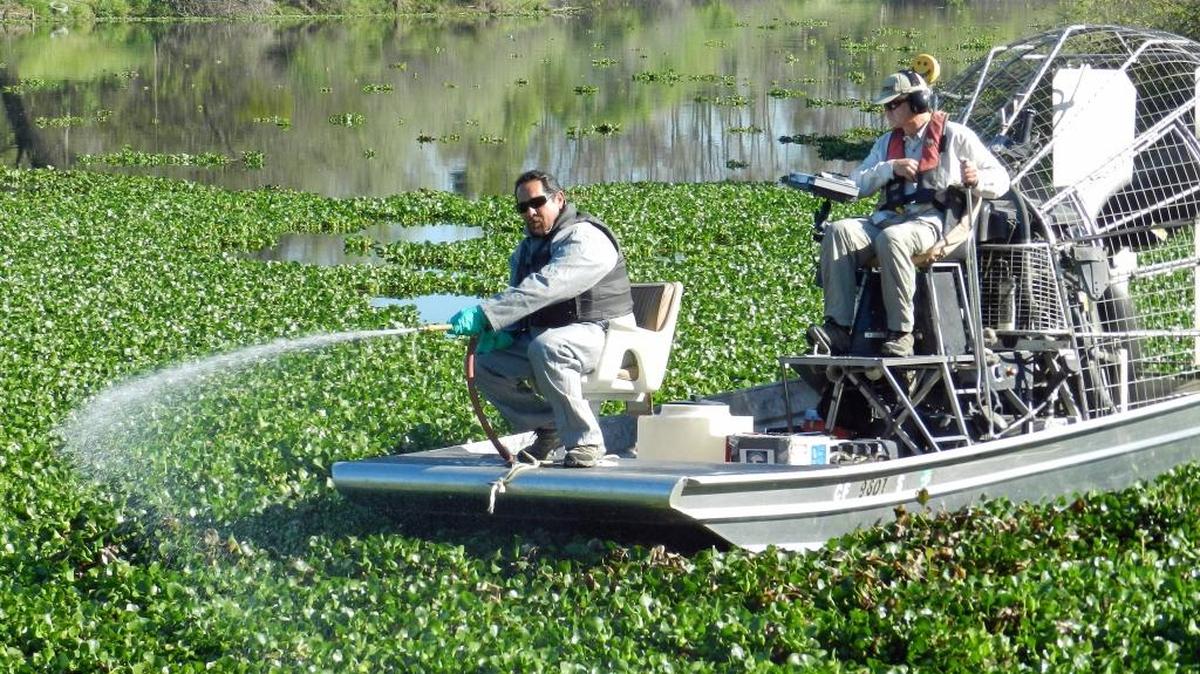 Edward Somera, an aquatics specialist for the state, sprays herbicide on water hyacinth on the Tuolumne River near Hughson in 2015.