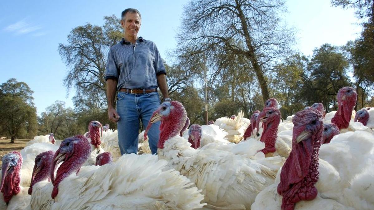Turkeys surround Tim Diestel, owner of Diestel Turkey Ranch. The company, founded in 1949, employs 100 to 200 people each year. It is a small part of the California turkey industry.