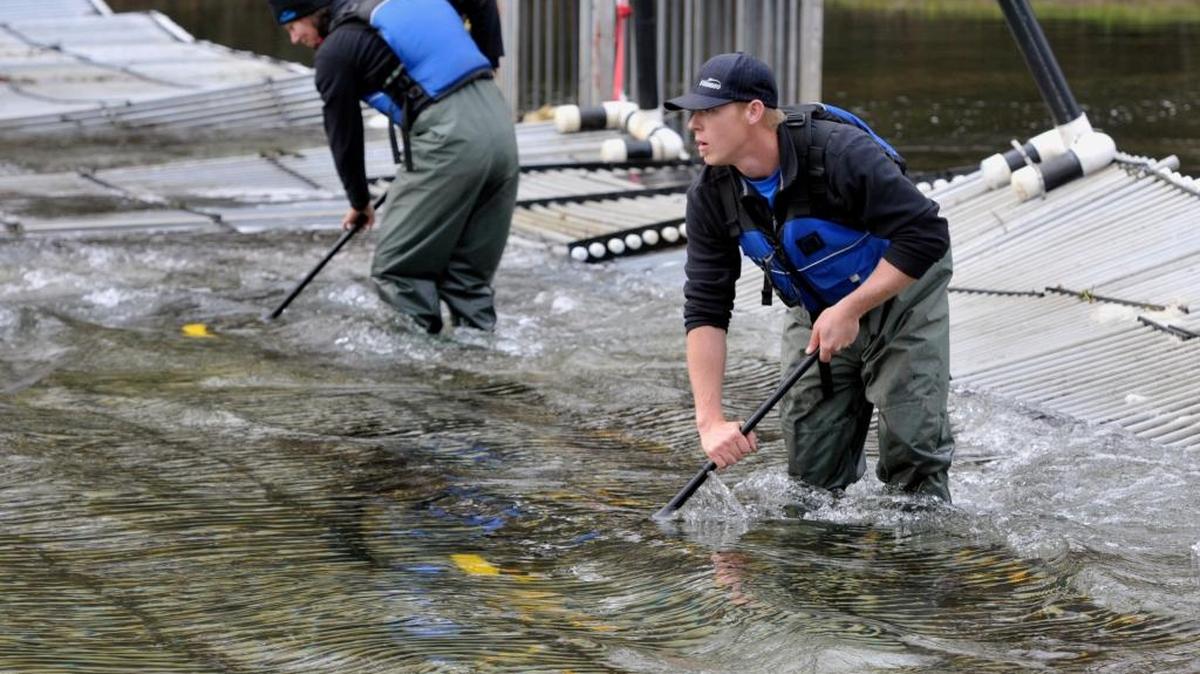 Jacque Demko and Spencer Callahan clear the weir of debris and algae on the Stanislaus River, about a mile from Jacob Myers Park, in December 2010.