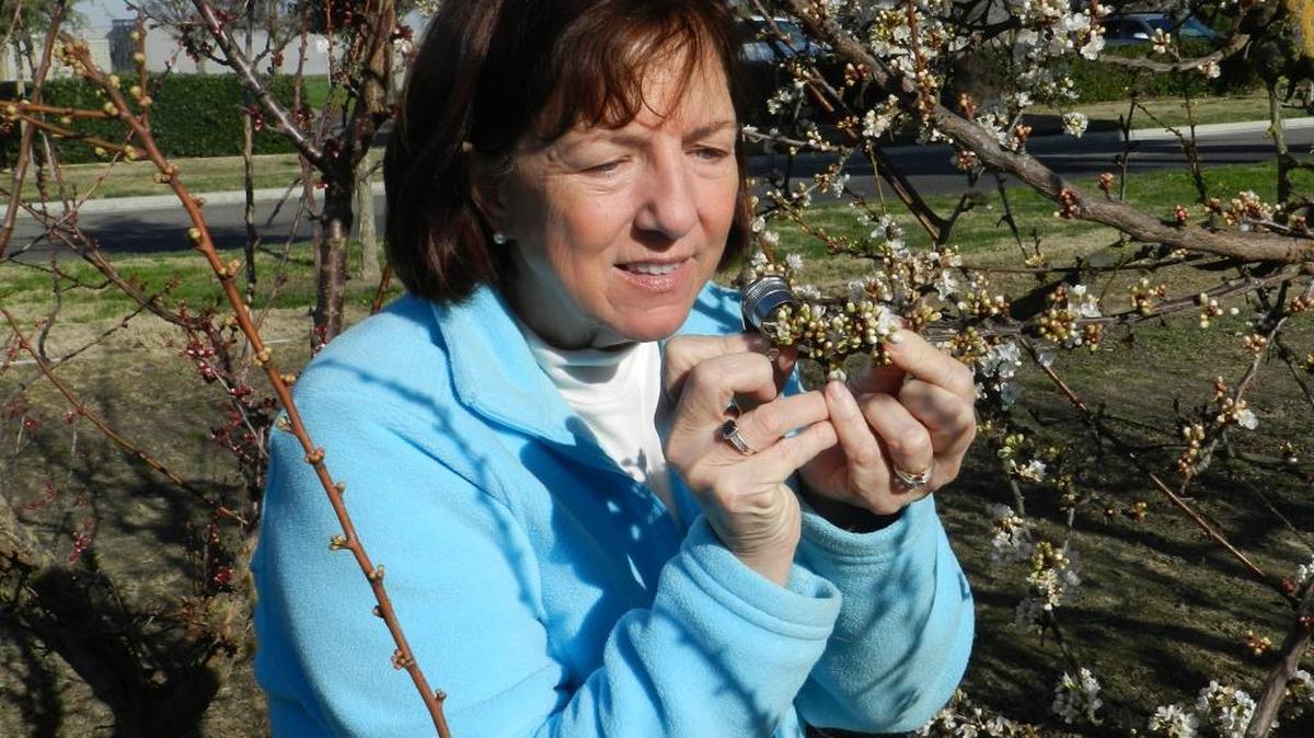Kathleen Kelley Anderson, a farm adviser for the University of California Cooperative Extension in Stanislaus County, examines a pluot tree for insect damage on Thursday, Feb. 4, 2016, near Modesto.