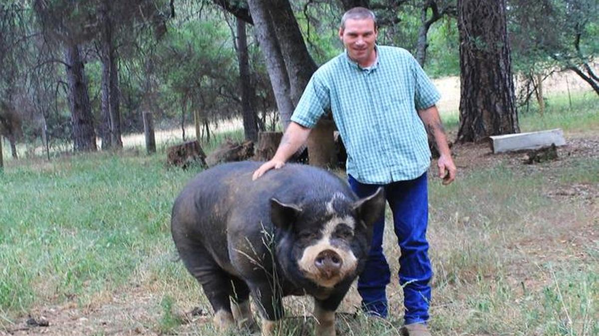
Brett Smith and his boar, Moose, at Wild Ride Ranch in Columbia, will be part of the eighth annual Tuolumne County Farm and Ranch Tour on Saturday.
