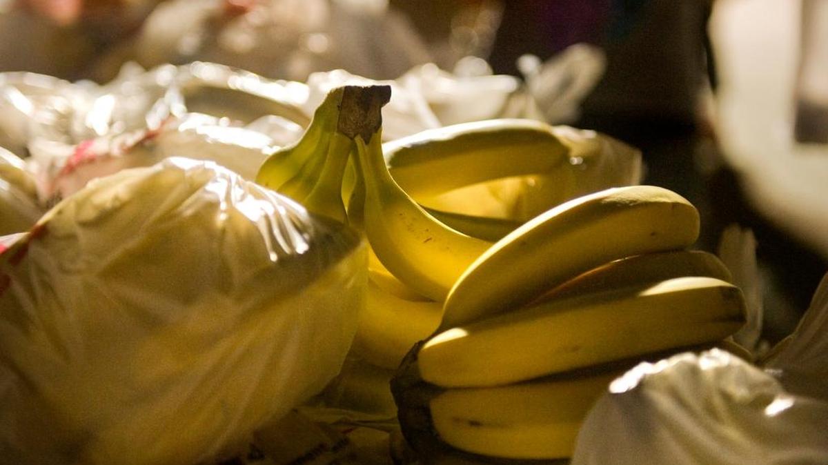 Scientists have said for some time that the banana crop is at risk because only one variety, Cavendish, is grown commercially across the tropics. This has made it susceptible to disease, and breeders have not come up with new varieties that are resistant and high-yielding. This bunch was available during a mobile distribution from the Food Assistance Program in Sacramento.
